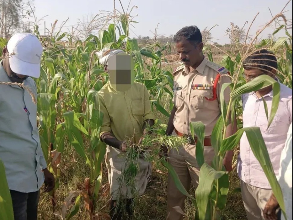 వ్యవసాయ భూమిలో అక్రమంగా గంజాయి సాగు
