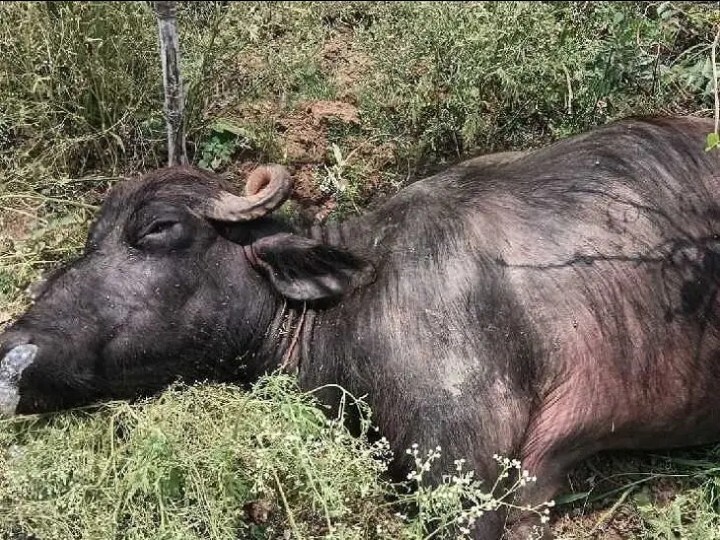 విద్యుత్ కంచె తగిలి గేదె మృతి