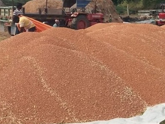 నేటి నుంచి శనగ కొనుగోలు..తీసుకోవాల్సిన జాగ్రత్తలు