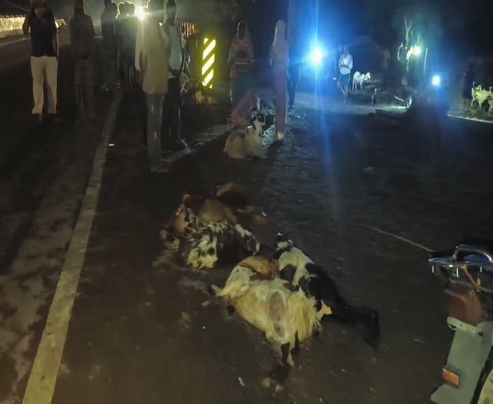 రోడ్డు ప్రమాదంలో గొర్రెలు మృతి.. భారీ నష్టం