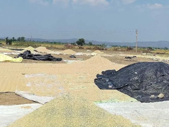 సిరికొండలో జోరందుకున్న వరి కోతలు..!