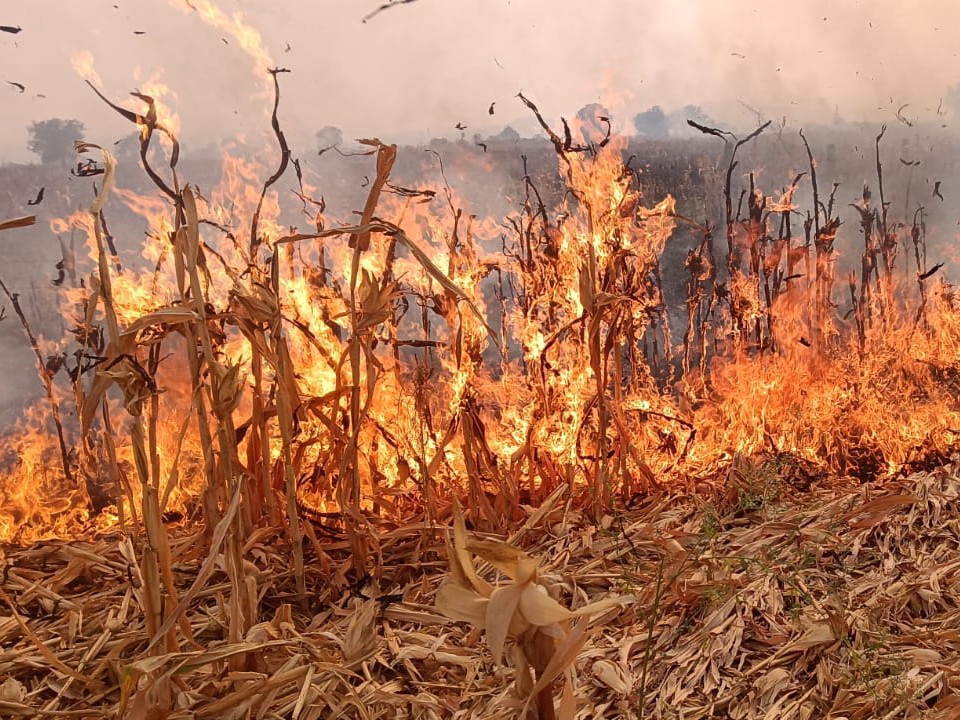 మొక్కజొన్న పొలంలో అగ్నిప్రమాదం