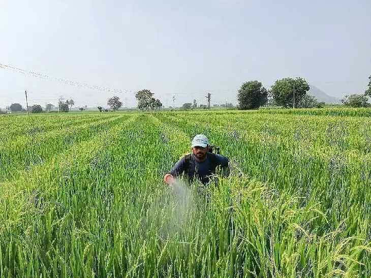 సీడ్ వరి పంటకు ‘పూత’ కాలం.. ముమ్మరంగా మందుల పిచికారీ!