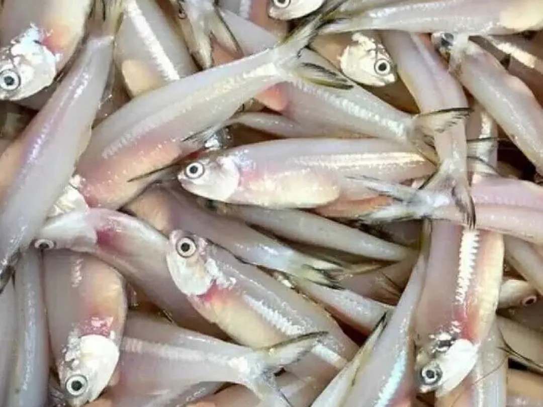 ఆంకోవీ చేపల నూనెతో BPకి చెక్