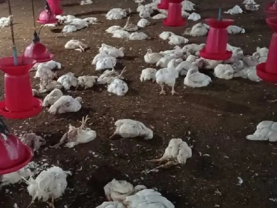 అంతుచిక్కని వ్యాధితో కోళ్లు మృతి