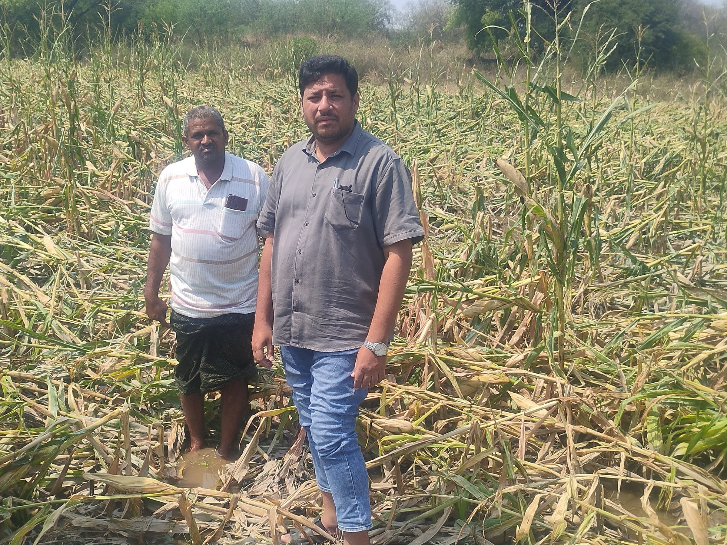 అకాల వర్షానికి 495 హెక్టార్లలో దెబ్బతిన్న పంటలు