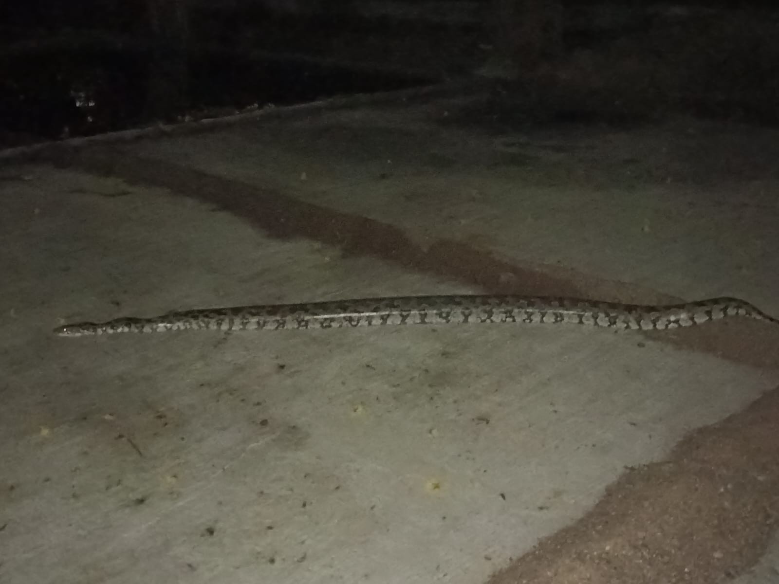 నేత్ర ఆసుత్రిలో కొండచిలువ కలకలం