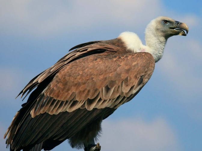 ‘రాబందులు సంరక్షణకు చర్యలు చేపట్టాలి’