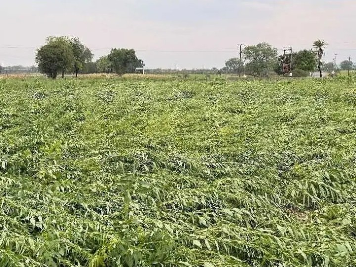 అకాల వర్షం.. రైతన్నలకు అపార నష్టం..!