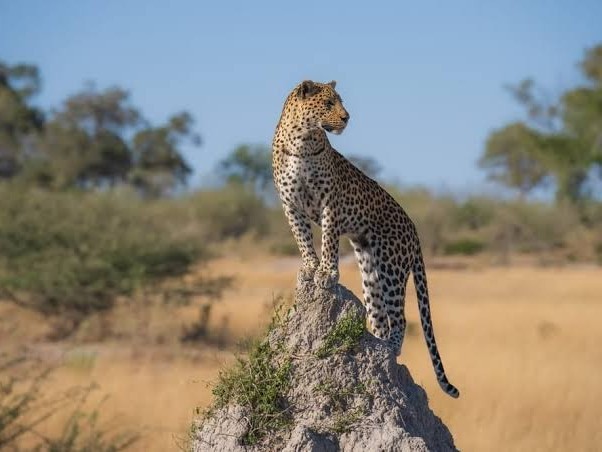 జిల్లాలో ప్రజలను భయపెడుతున్న పులి..?