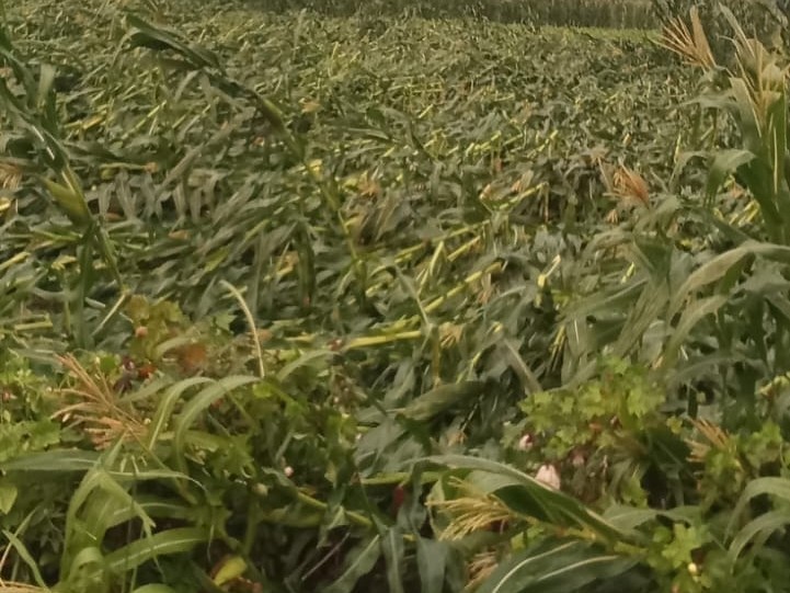 అకాల వర్షం నేలవారిన మొక్కజొన్న