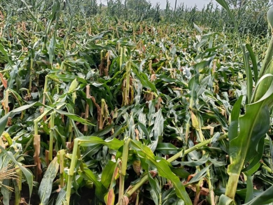 ‘రైతులను ప్రభుత్వం ఆదుకోవాలి’