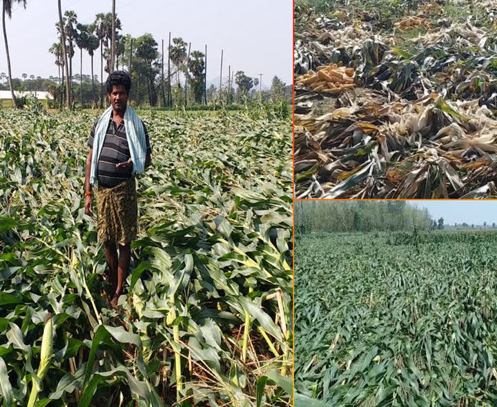 అకాల వర్షం.. నిండామునిగిన రైతన్నలు