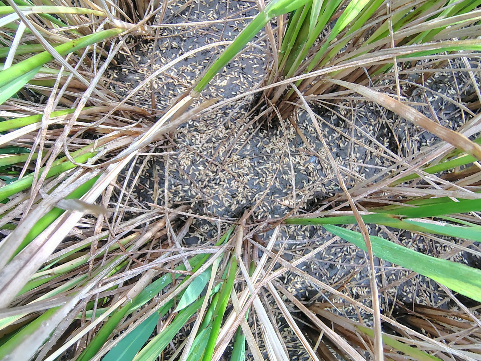 అకాల వర్షం.. రైతులు ఆగమాగం