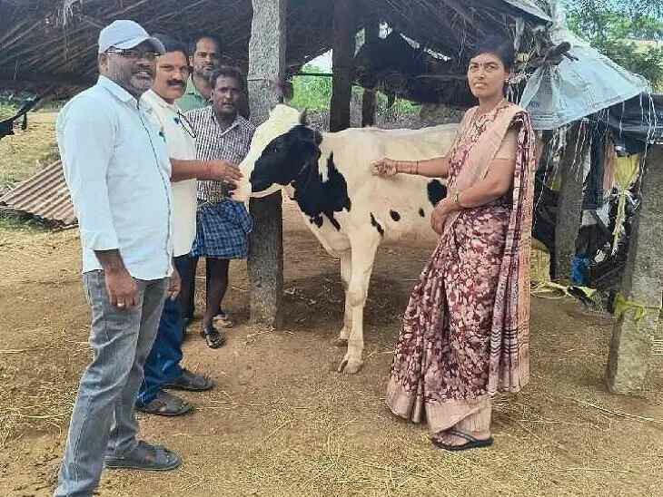 పాడి పశువులకు గాలికుంట నివారణ టీకాలు