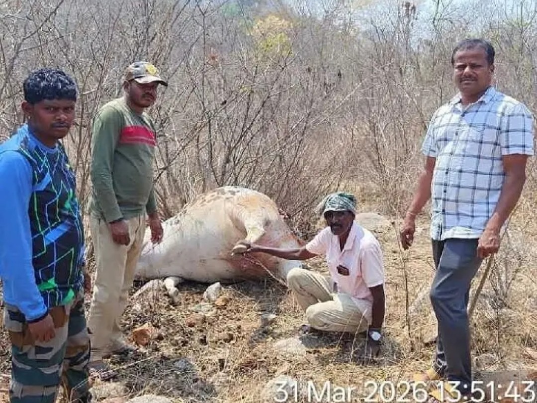 పెద్దపులి దాడిలో పాడి ఆవు మృతి
