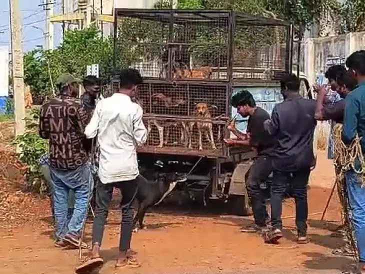వీధి కుక్కలపై మున్సిపల్ అధికారుల ఉక్కుపాదం