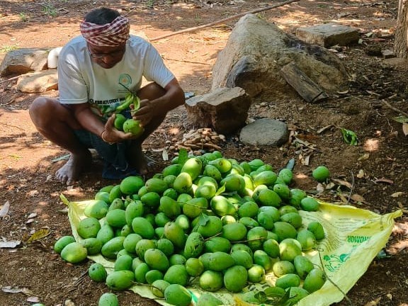 నేలరాలిన మామిడి.. ఆందోళనలో రైతన్న