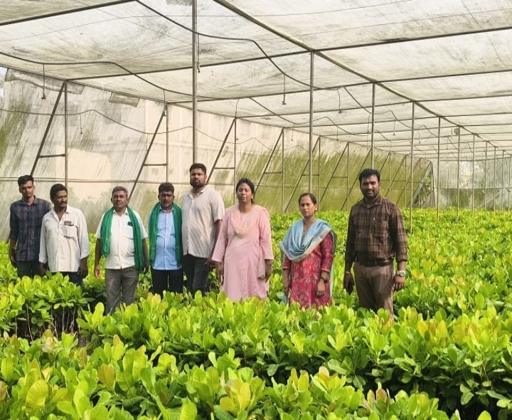 మామిడి జీడి తోటల పెంపకంపై అవగాహన