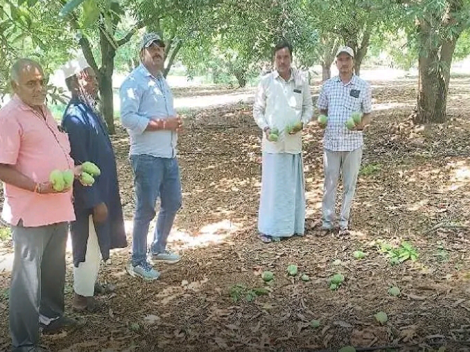మామిడి తోటలను పరిశీలించిన ఉద్యానవన శాఖ అధికారి