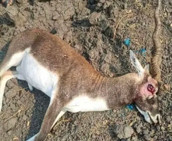 గుర్తుతెలియని వాహనం ఢీకొని జింక మృతి