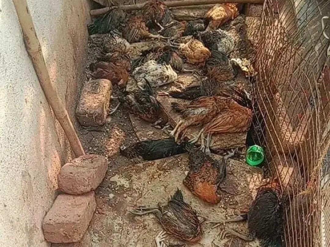 వీధి కుక్కల స్వైర విహారం.. నాటు కోళ్ల మృత్యువాత