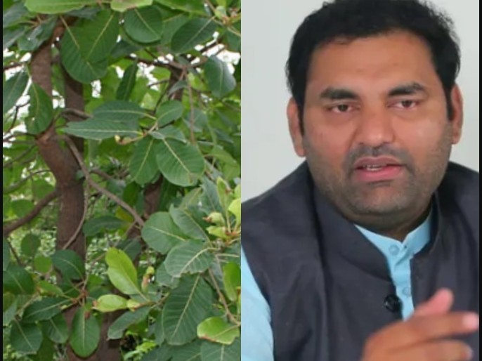 ఇప్ప చెట్ల పెంపకానికి.. 52 మంది ఎమ్మెల్యేల మద్దతు