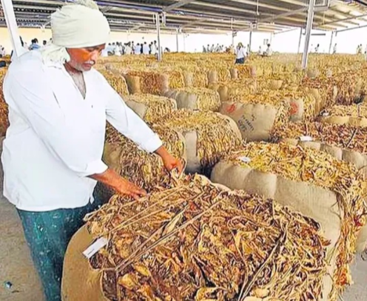 పొగాకు రైతులకు షాక్.. తగ్గిన ధర
