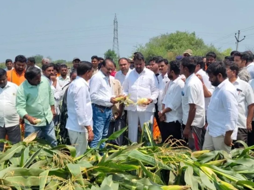 దెబ్బతిన్న పంటలను పరిశీలించిన మంత్రి