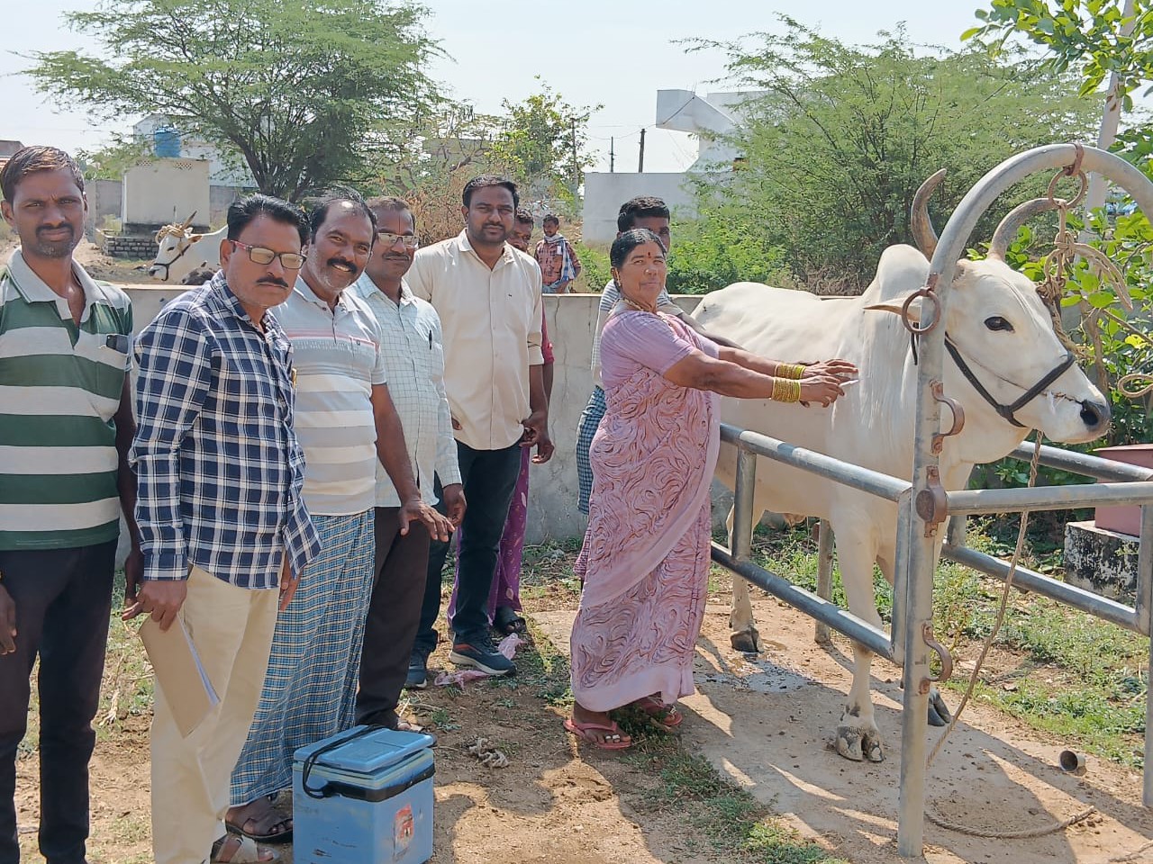 చిన్న పడిశాలలో పశువులకు గాలి కుంట నివారణ టీకాలు