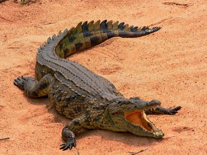 పొలంలో మొసలి కలకలం.. రైతులు భయాందోళన