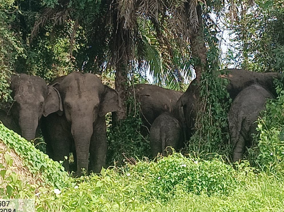ఏనుగుల సంచారం.. అప్రమత్తంగా ఉండండి