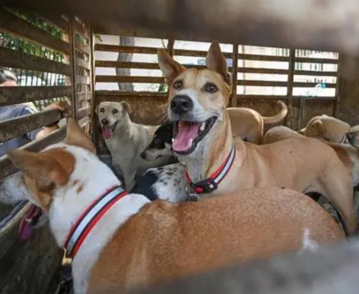 నెల్లూరులో వీధి కుక్కల పట్టివేత