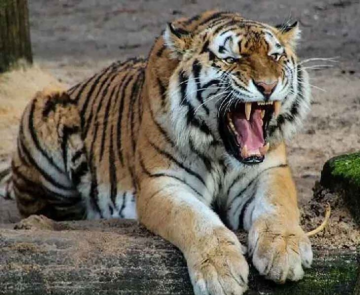 కొండపై పులి సంచారం.. భయాందోళనలో భక్తులు