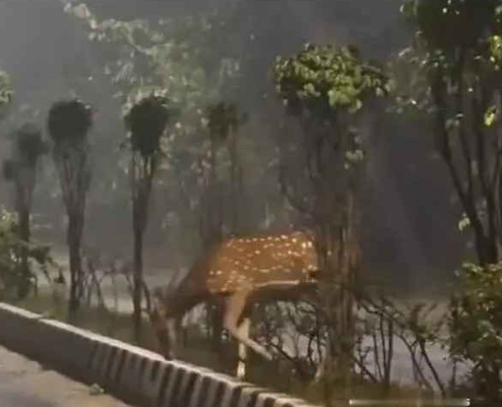 విశాఖ: వ్యాలీ రోడ్డులో అరుదైన దృశ్యం