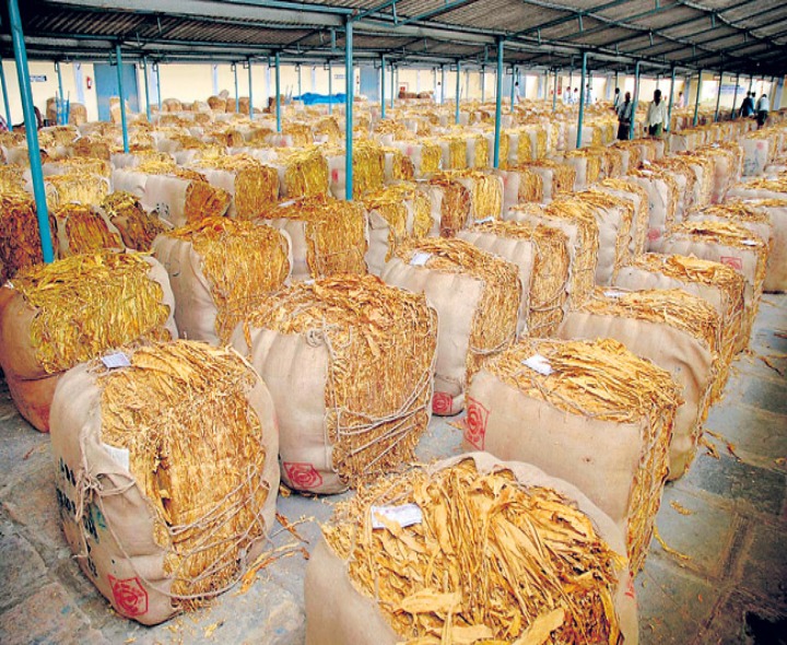 ఈ నెల 9 నుంచి పొగాకు కొనుగోలు