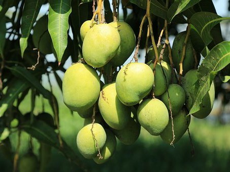 మహిళా ప్రాంగణంలో మామిడి తోట వేలం