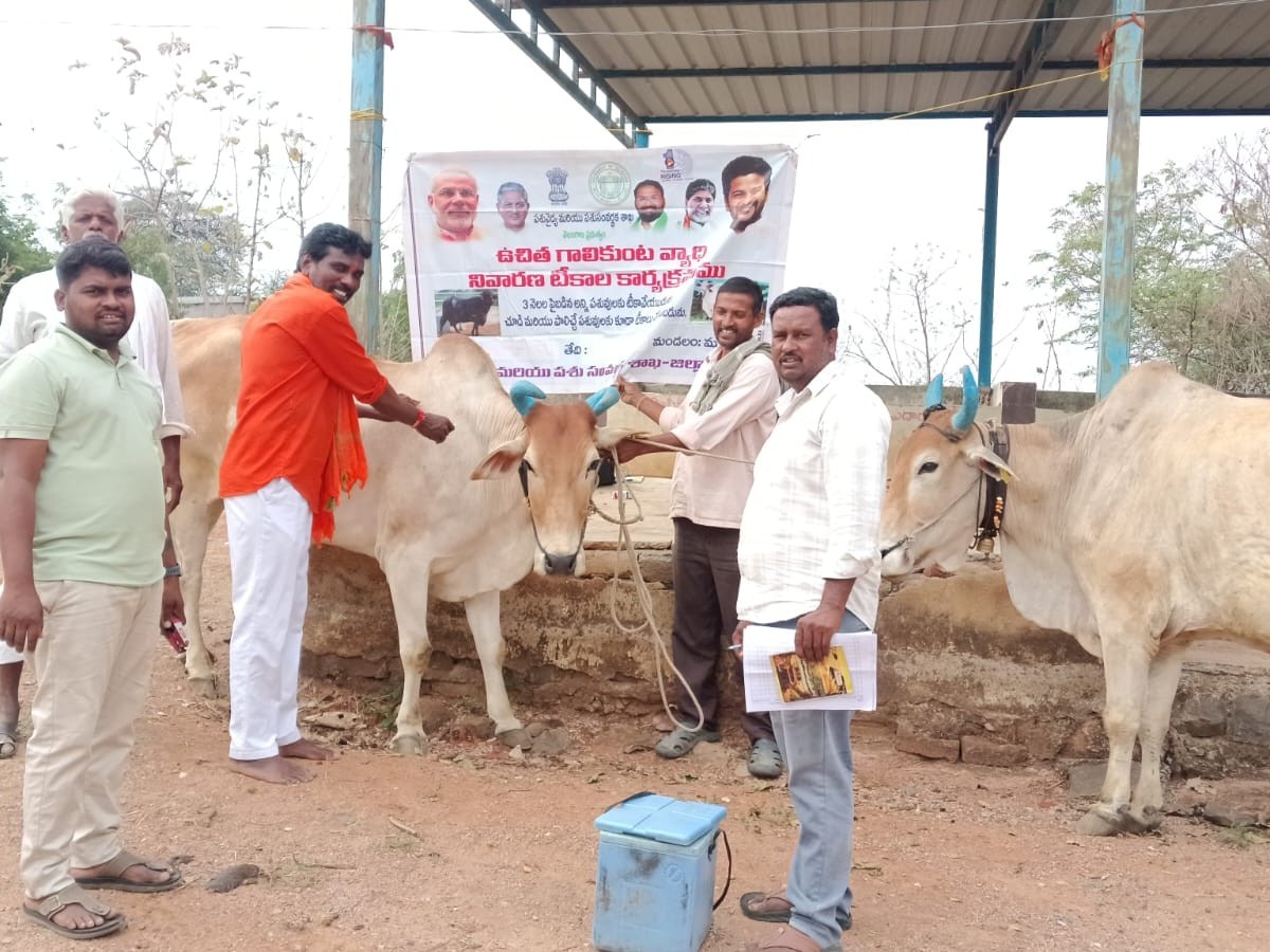 ‘పశువులకు వ్యాధి నిరోధక టీకాలు వేయించాలి’