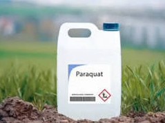 “పారాక్వాట్ గడ్డిమందు అమ్మకాలపై 60 రోజుల నిషేధం”
