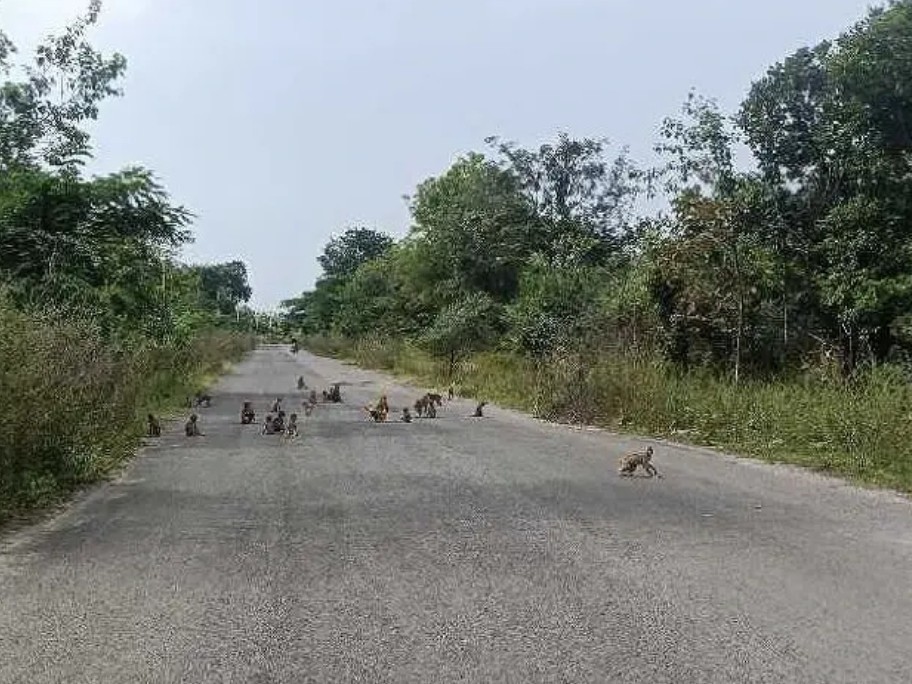 ధారూర్ మండలంలో కోతుల బీభత్సం
