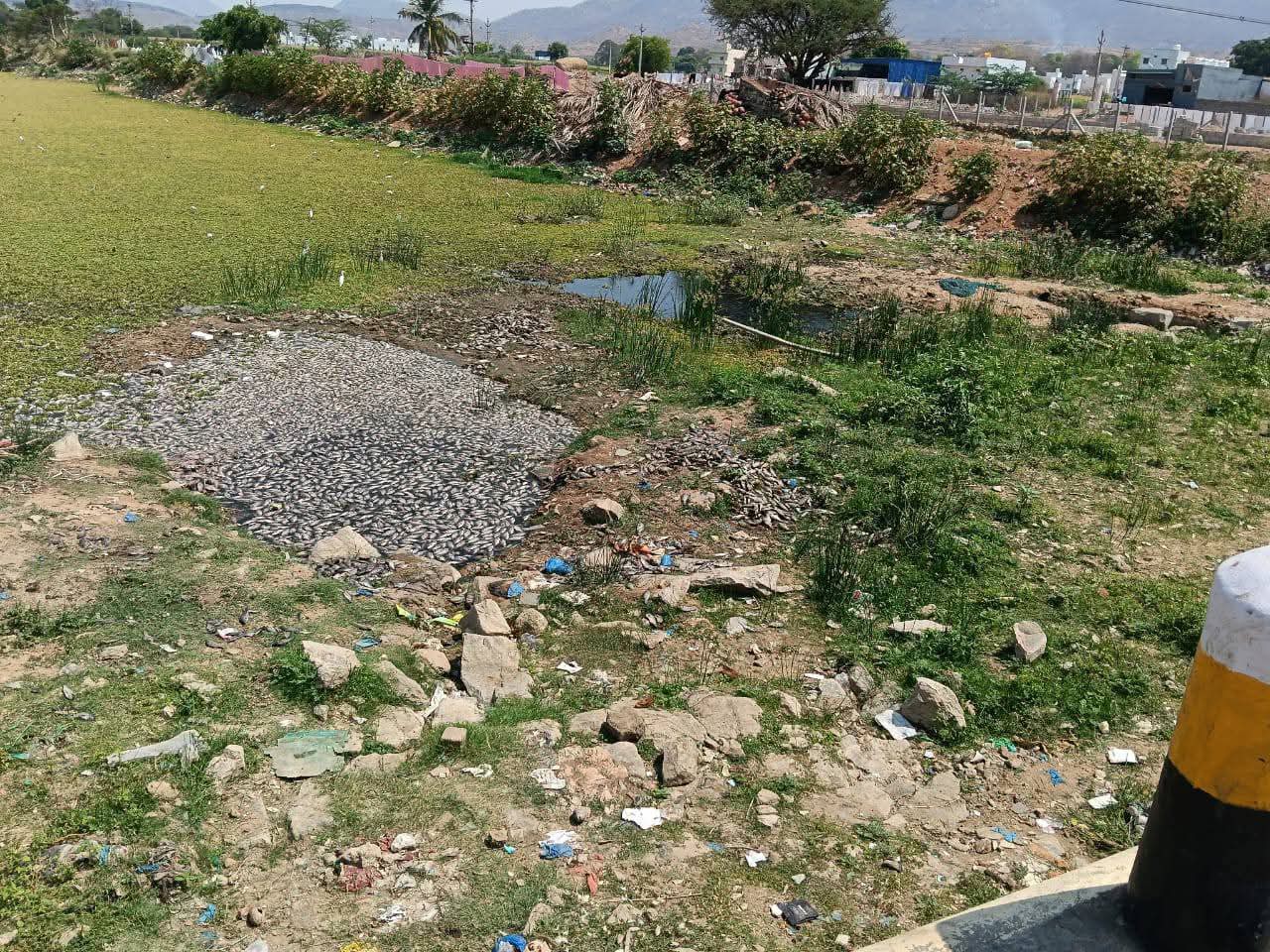 చిత్రావతి నదిలో చేపల మృతి