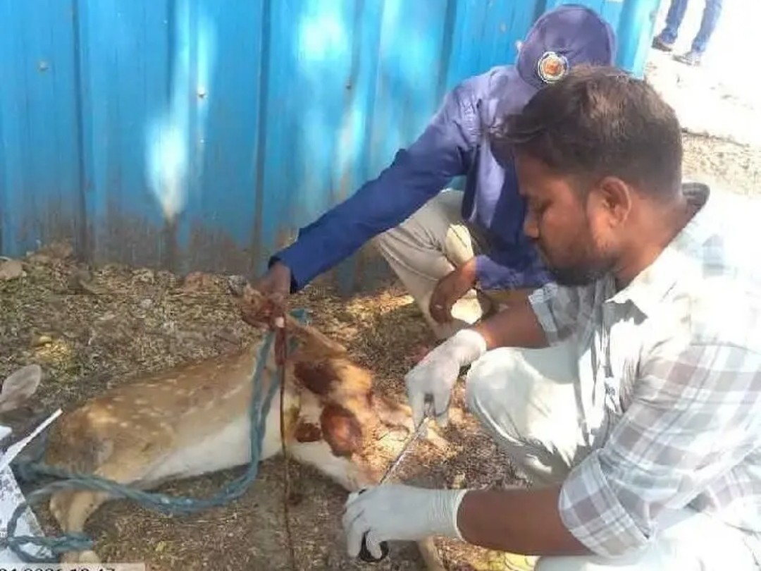 కుక్కల దాడిలో జింక పిల్లకు గాయాలు