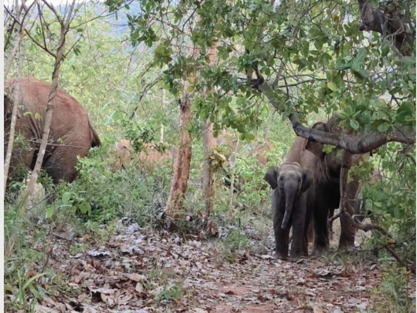 పసుకుడి పరిసర ప్రాంతాల్లో ఏనుగులు గుంపు సంచారం