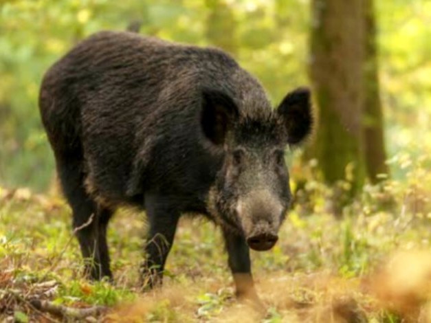 రైతుపై అడవి పంది దాడి