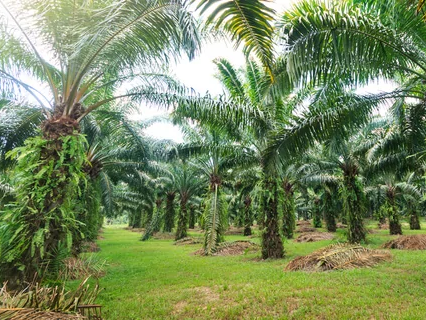 ఉమ్మడి జిల్లాలో ఆయిల్ పామ్ సాగు విస్తరణ