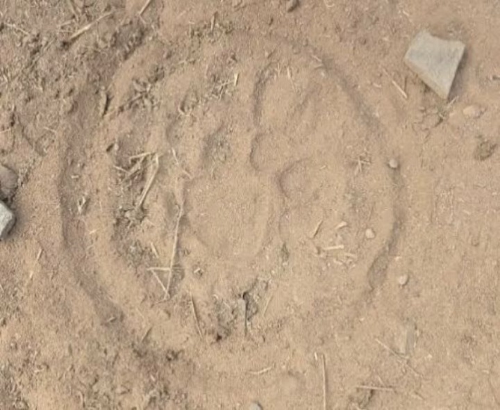 పులి పాద ముద్రలను గుర్తించిన అధికారులు