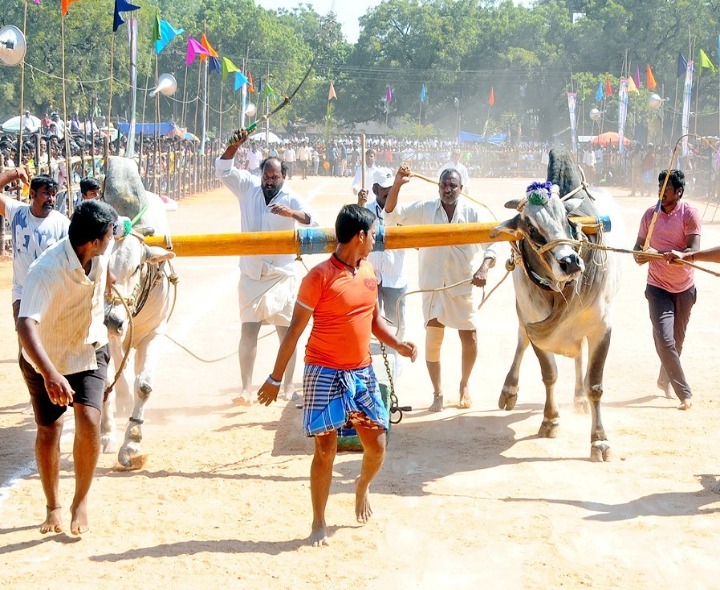 ఈనెల 4న బండలాగుడు పోటీలు