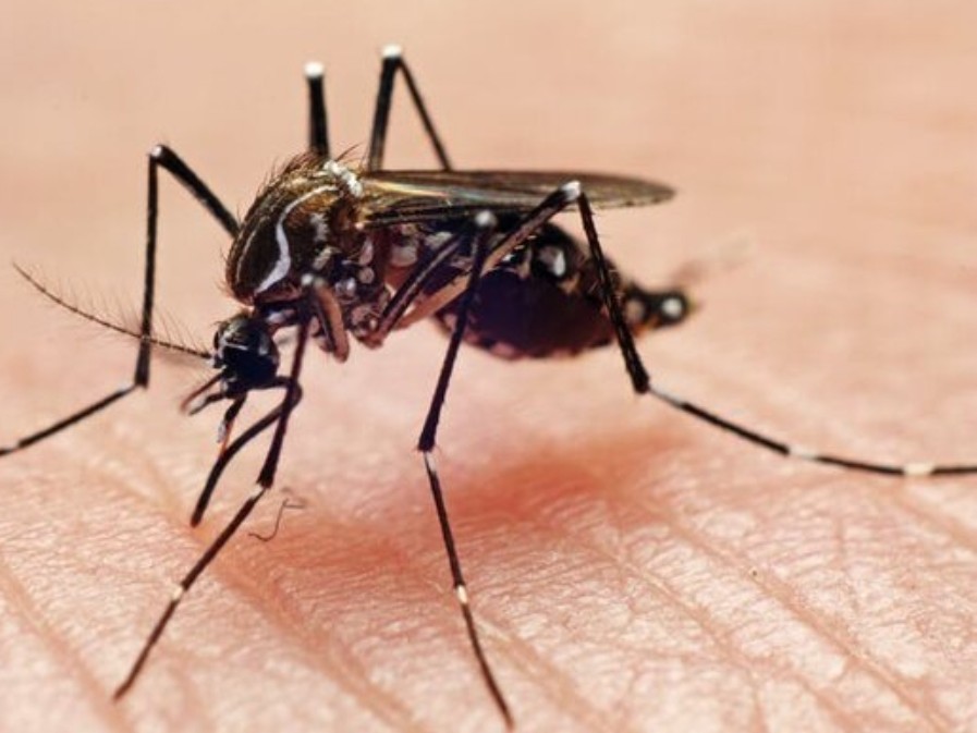 నగరంలో దోమల బెడద.. ఇబ్బందుల్లో ప్రజలు