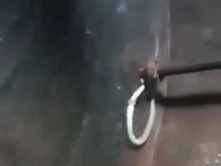 వాటర్ ట్యాంక్‌లో నాగుపాము మృతి