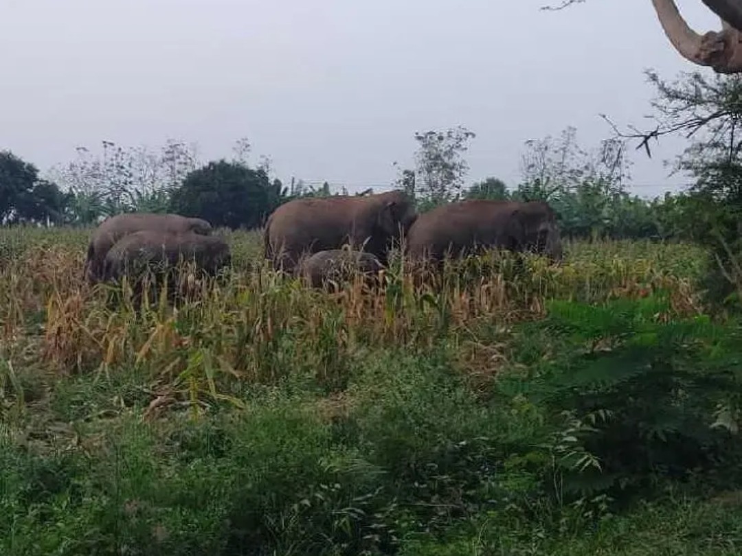 ఏనుగుల గుంపు సంచారం.. అప్రమత్తమైన రైతులు